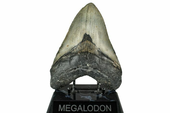 Fossil Megalodon Tooth - North Carolina #348159